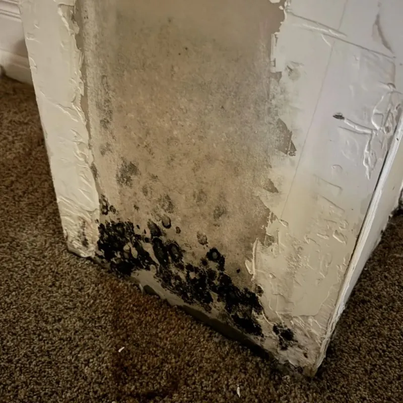 Professional Mold Removal in Bison, SD